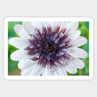 Osteospermum  Flower Power Double Series  Double White Sticker